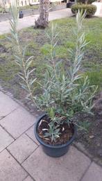 super mooie bonsai achtige olijfboom in pot, Olijfboom, Minder dan 100 cm, Zomer, Ophalen