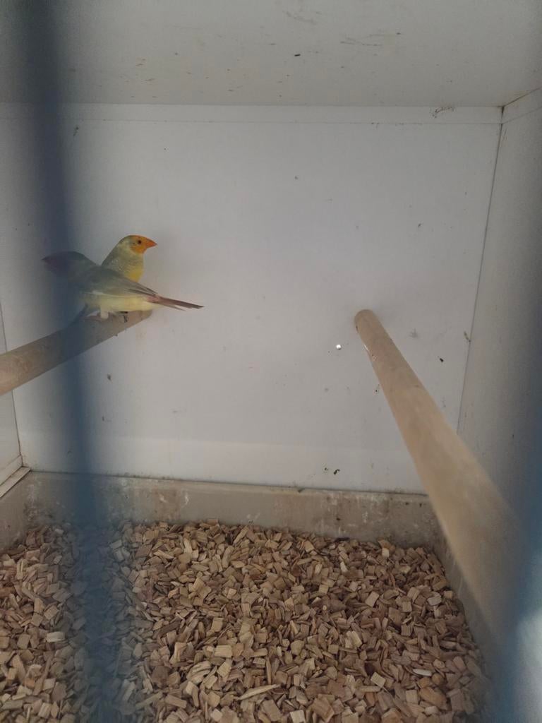 Diverse tropen, Dieren en Toebehoren, Vogels | Overige Vogels, Meerdere dieren