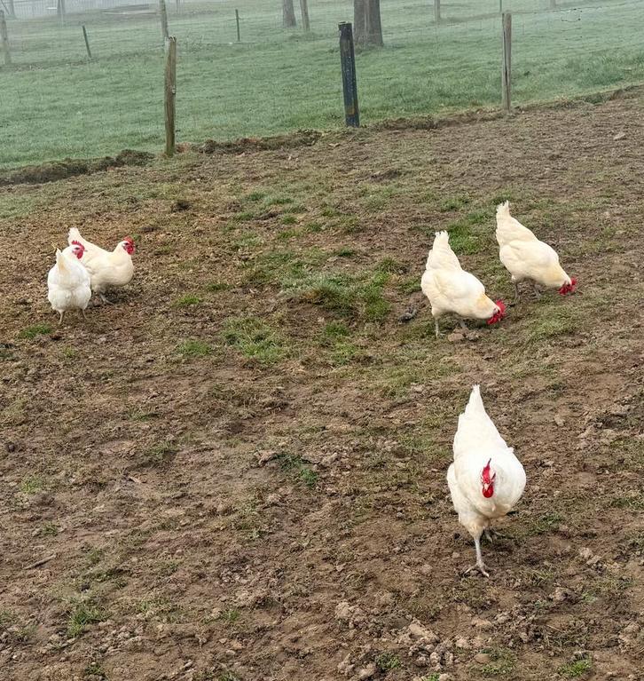 Poule de bresse kippen te koop, Dieren en Toebehoren, Pluimvee, Kip, Vrouwelijk