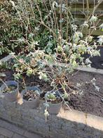 Vlinderstruik, Overige soorten, 100 tot 250 cm, Zomer, Ophalen