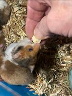 Syrische hamster goudhamster sommige satijnen vacht., Dieren en Toebehoren, Hamster, Februari, Mannelijk, Tam