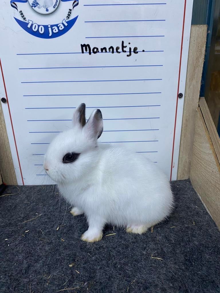 Jonge dwergkonijnen handtam, Dieren en Toebehoren, Meerdere dieren, Dwerg