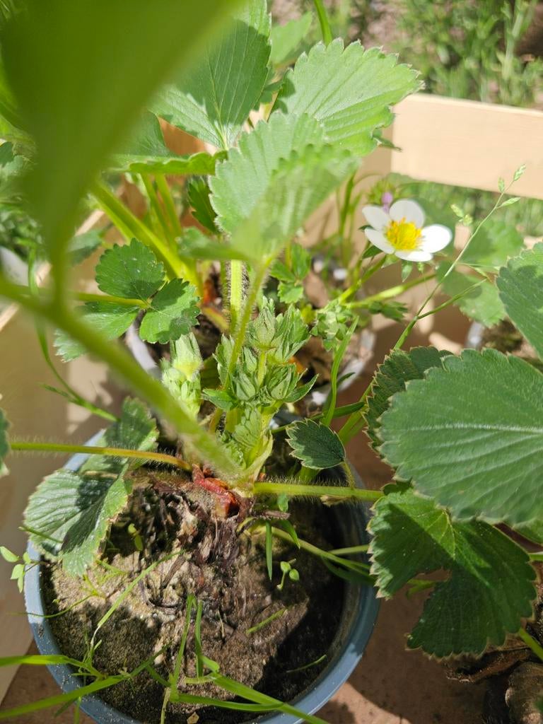 Biologische Aardbeienplantjes plantjes, Tuin en Terras, Planten | Fruitbomen, Ophalen, Minder dan 100 cm, Overige soorten, Zomer