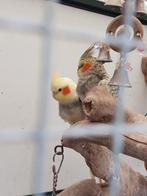 Koppel valkparkieten ze zijn van buiten, Meerdere dieren, Parkiet