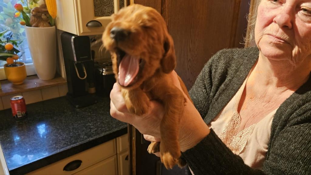 Ierse Setter pups, 8 tot 15 weken, Meerdere, Meerdere dieren, Setter