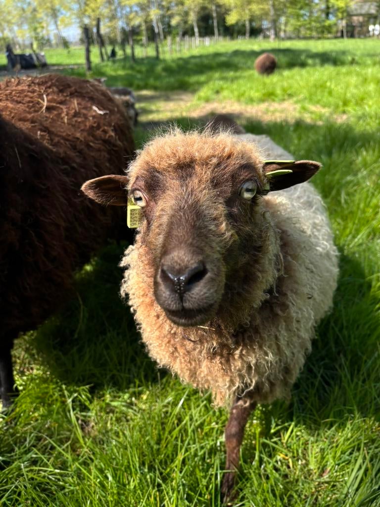 Ouessant schaap 2025 met ooi lam, Vrouwelijk, Schaap, 0 tot 2 jaar