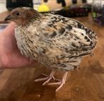 Jumbo Kwartel haan, Dieren en Toebehoren, Pluimvee, Mannelijk, Overige soorten