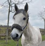 Ponyritjes Barendrecht, Ophalen, Nieuw, Recreatie