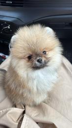 Pomeranian - pomeriaan pup reutje, Dieren en Toebehoren, Particulier, Overige rassen, 8 tot 15 weken, Buitenland