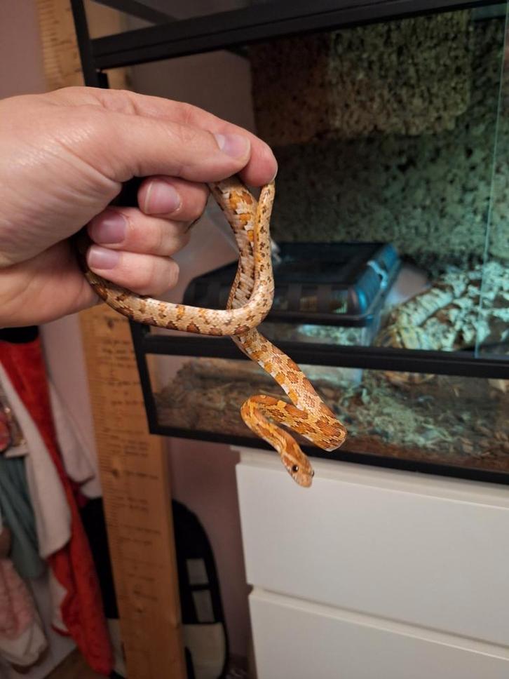 Superlieve tamme rattenslang Rat Snake - unknown for sale from jeffrey