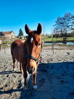Gezocht verzorgster / ger voor Ruin op leeftijd, Dieren en Toebehoren, Ophalen of Verzenden