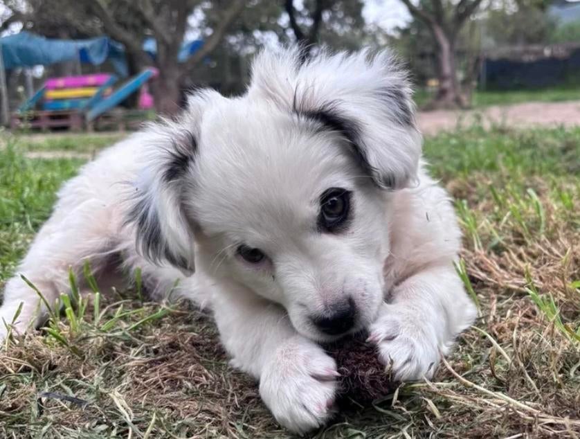 Geef Arc een kans op een liefdevol thuis, Dieren en Toebehoren, Honden | Niet-rashonden, Particulier, 15 weken tot 1 jaar, Reu