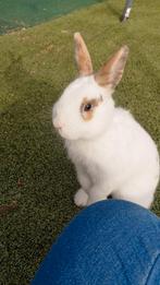 Lieve konijnen, Meerdere dieren