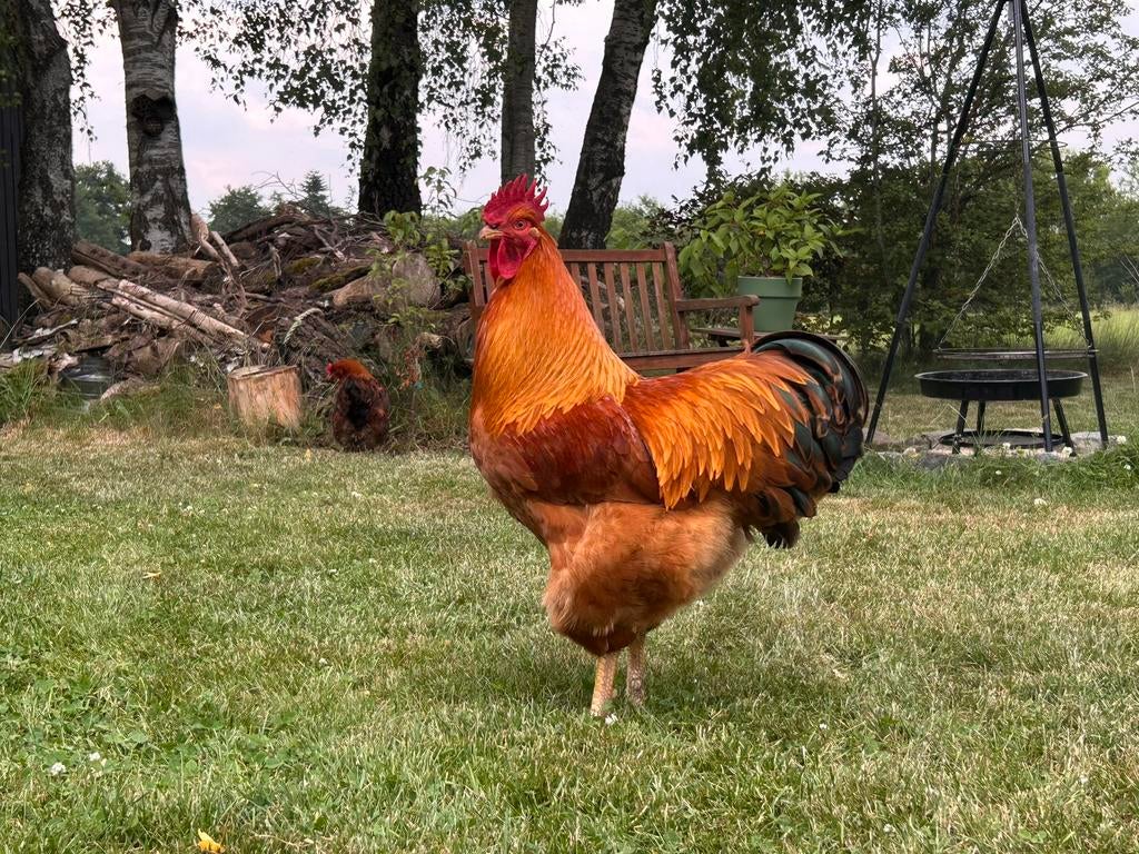 Een fijne plek gezocht voor New Hampshire meneer Mozart, Dieren en Toebehoren, Mannelijk, Kip