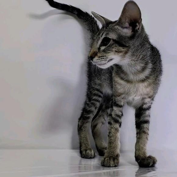 Kittens, Ooster korthaar kittens, oriental kittens, pete..., Meerdere dieren, Ontwormd, 0 tot 2 jaar