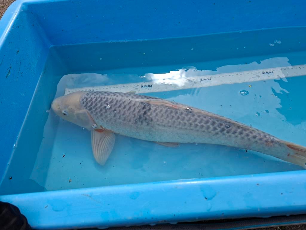 Acassi koi 50 +, Karper of Koi
