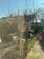 Mooi boom tekoop, Ophalen, Bloeit niet, Volle zon, Overige soorten