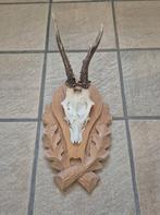 Leuk ree gewei op mooi eiken houten schild, Verzamelen, Ophalen of Verzenden, Zo goed als nieuw, Hert, Gewei of Kop
