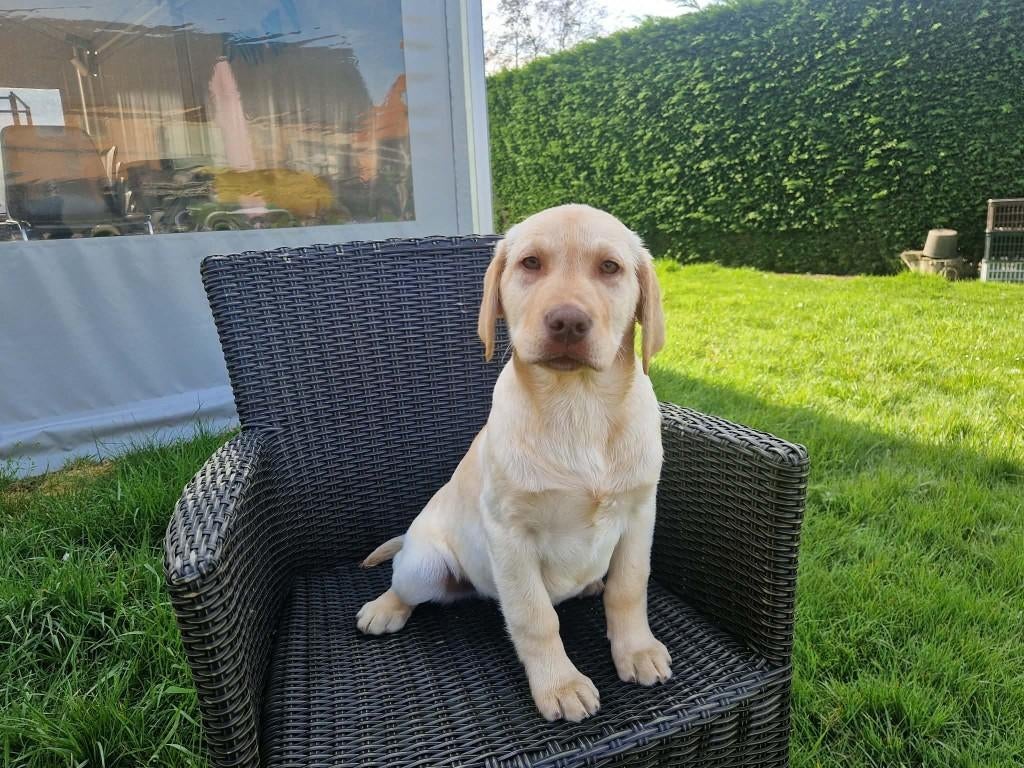labrador pups beige, Dieren en Toebehoren, Honden | Retrievers, Spaniëls en Waterhonden, België, 15 weken tot 1 jaar, Reu, Labrador retriever