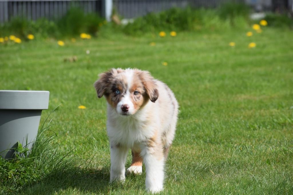 Australische herder pups alle kleuren, Dieren en Toebehoren, Nederland, 15 weken tot 1 jaar, Meerdere, Meerdere dieren