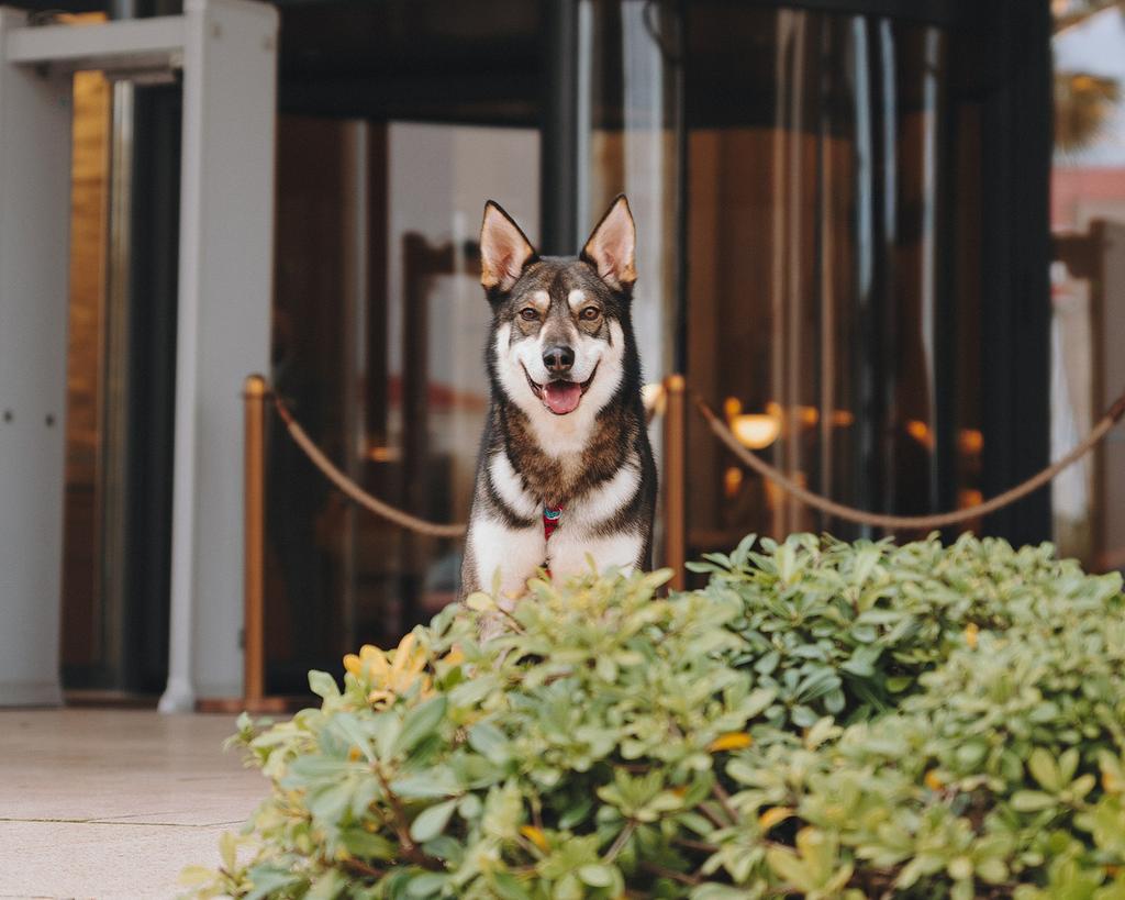 Robin, een asielhond, zoekt een familie, Dieren en Toebehoren, Honden | Niet-rashonden, Middel, Reu, Particulier, Eén hond, Buitenland