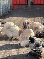 Cochin zilvertarwe kriel, broedeieren!, Dieren en Toebehoren, Geslacht onbekend, Kip