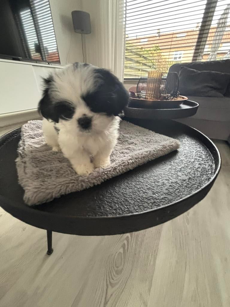 Lieve Boomer / Pekinees puppy’s, Meerdere, Nederland, Particulier, Reu