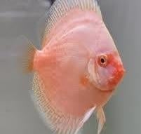 discus albino 10/12 cm €60,-, Dieren en Toebehoren, Vissen | Aquariumvissen, Vis, Zoetwatervis