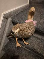 Brocante opgezette Gans., Ophalen of Verzenden