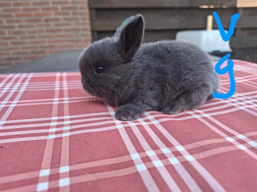 Nederlandse hangoor konijntjes, Dieren en Toebehoren, Konijnen, Meerdere dieren, Dwerg, Hangoor, 0 tot 2 jaar