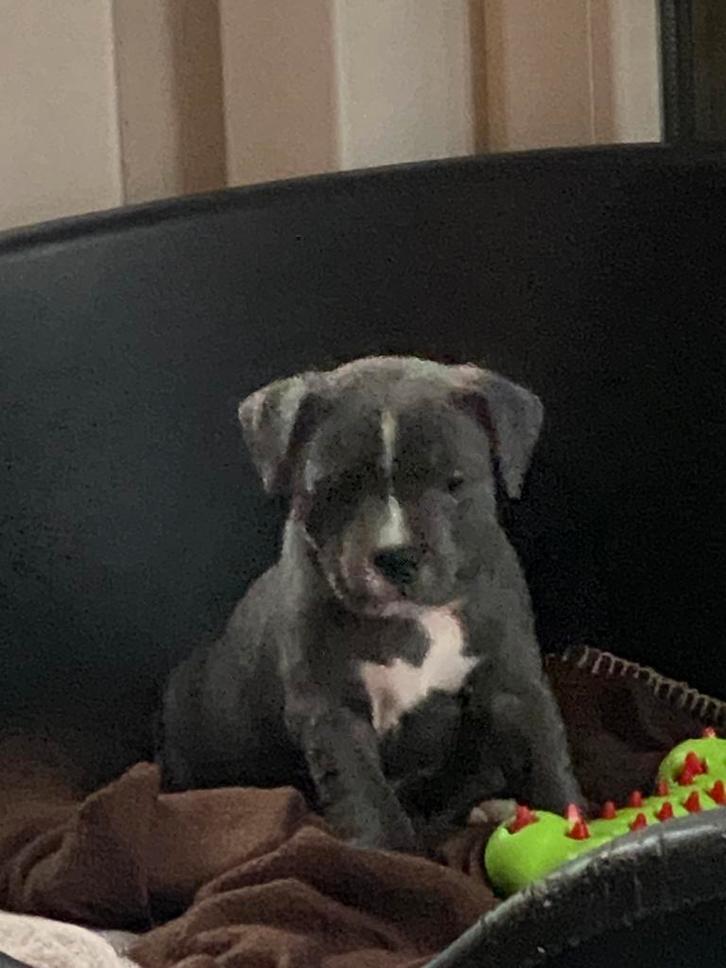 “Engelse Staffordshire Bull Terrier (Engels Stefferd), Dieren en Toebehoren, Honden | Jack Russells en Terriërs, Meerdere dieren