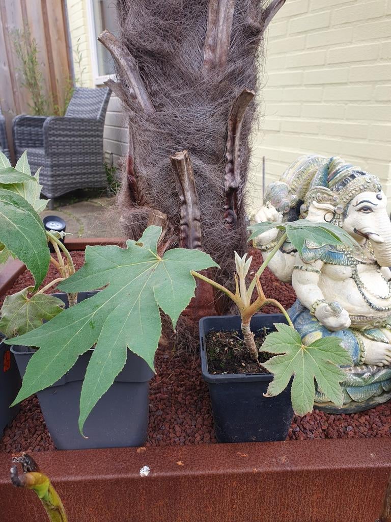 Tetrapanax papyrifer 'Rex rijstpapierplant stekken, Tuin en Terras, Planten | Tuinplanten, Ophalen, Overige soorten