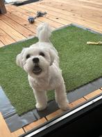 Maltezer, Parvo, 15 weken tot 1 jaar, Reu, Eén hond