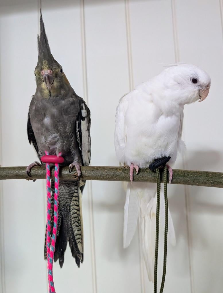 Twee lieve handtamme valkparkieten, Meerdere dieren, Parkiet, Tam