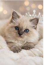 Ragdoll kitten, Ophalen