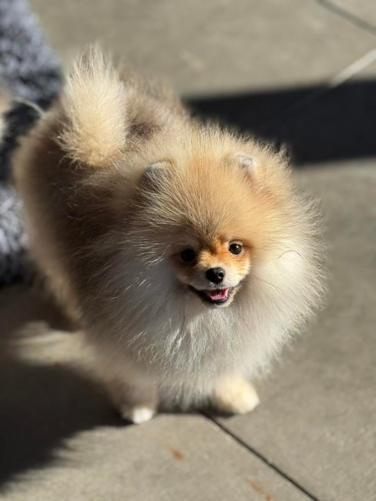 Reu fci stamboom 23-09-25 POMERANIAN POMERIAAN DWERGKEES, Dieren en Toebehoren, Honden | Poolhonden, Keeshonden en Oertypen, Keeshond