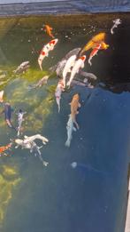 25 Koi Karpers in één keer weg – Mooie collectie koi, Karper of Koi