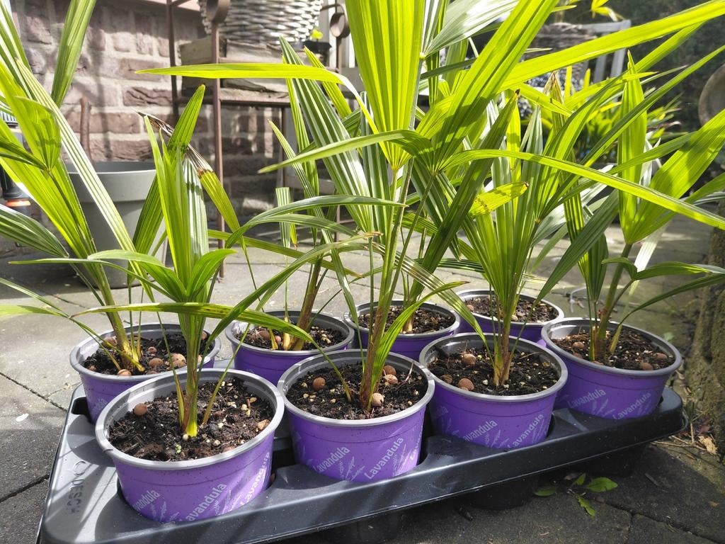 Mooie palmbomen, Ophalen, Overige soorten, Volle zon