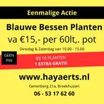 tuin en terras  Blauwe Bosbes, Tuin en Terras, Planten | Fruitbomen, Ophalen, Minder dan 100 cm, Lente, Overige soorten