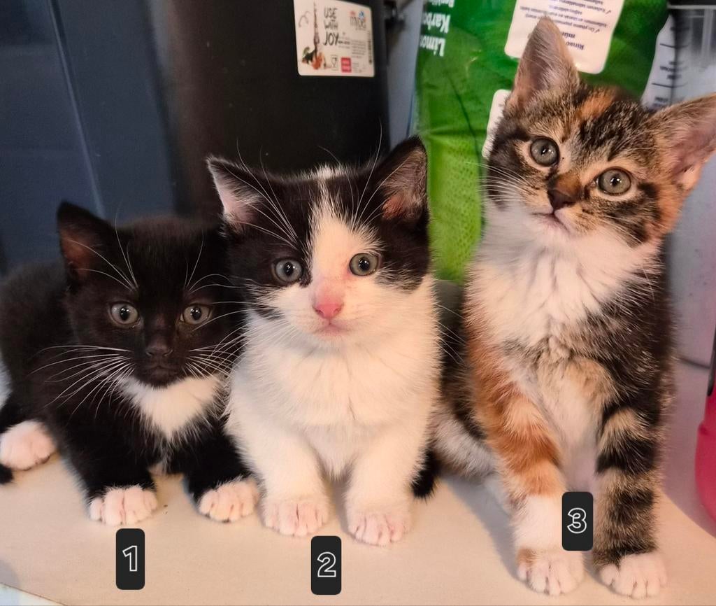 Kittens, Dieren en Toebehoren, Meerdere dieren