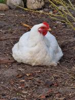 Kip en Haan, Meerdere dieren, Kip