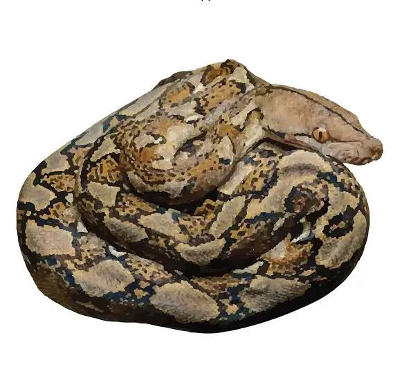 Gevraagd Reticulated python - netpython Reticulated Python - unknown for sale from John