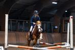 Lieve B pony, ideaal voor beginners die willen doorgroeien., Dieren en Toebehoren, Merrie, 7 tot 10 jaar, B pony (1.17m tot 1.27m)