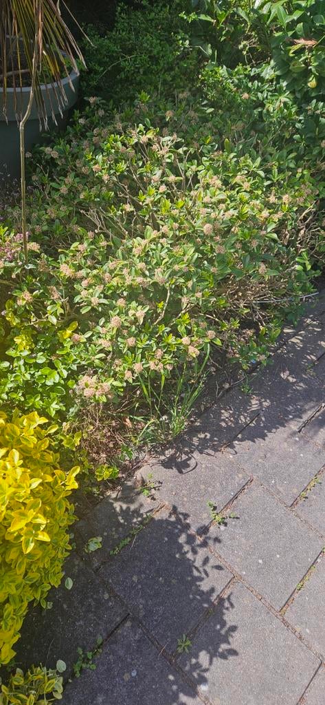 Skimmia, Ophalen, Overige soorten