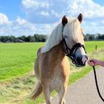 Prachtige haflinger ruin 3 jaar, E pony (1.48m - 1.57m), Met stamboom, Ruin, Niet van toepassing