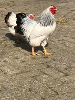 Kriel haan, Mannelijk, Kip