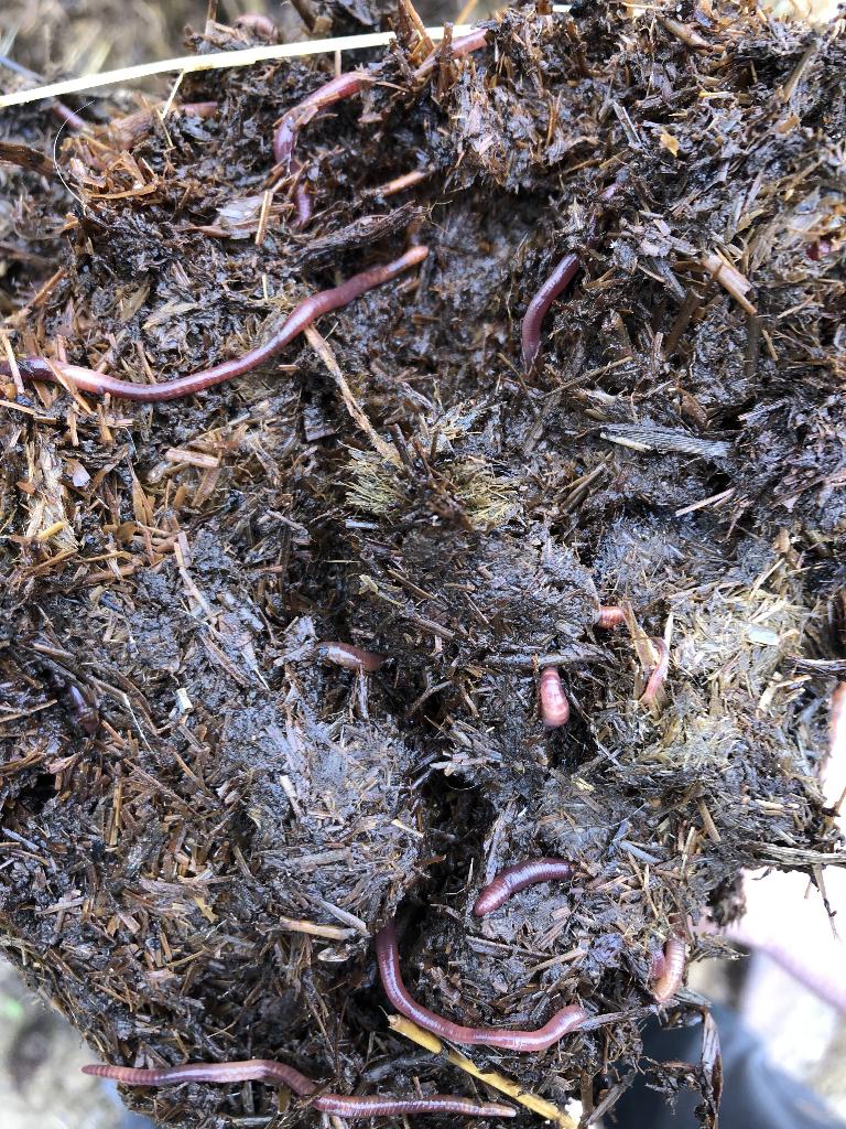 Compostwormen/mestwormen/tijgerwormen/Mestpieren, Ophalen of Verzenden, Compost