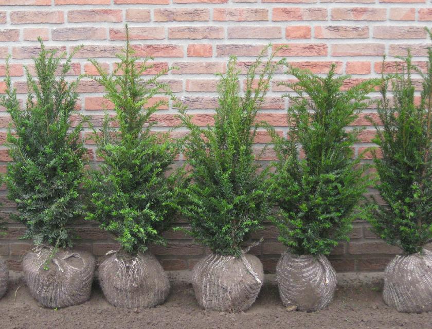Taxus planten voor haag - direct van de kweker!, Tuin en Terras, Ophalen, Taxus, Haag, Minder dan 100 cm