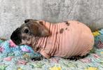 Skinny cavia, Dieren en Toebehoren, Cavia, Februari, Mannelijk, Tam