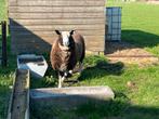 Zwartbles ram 2 jaar oud, Dieren en Toebehoren, Schapen, Geiten en Varkens, Mannelijk, Schaap